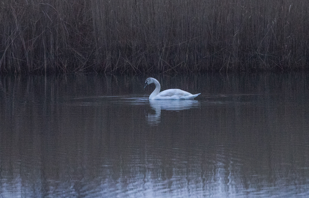 Mute Swan