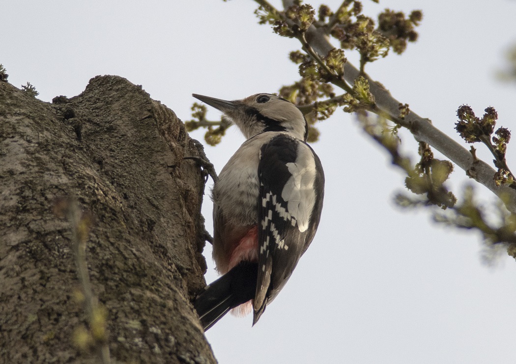 Syrian Woodpecker