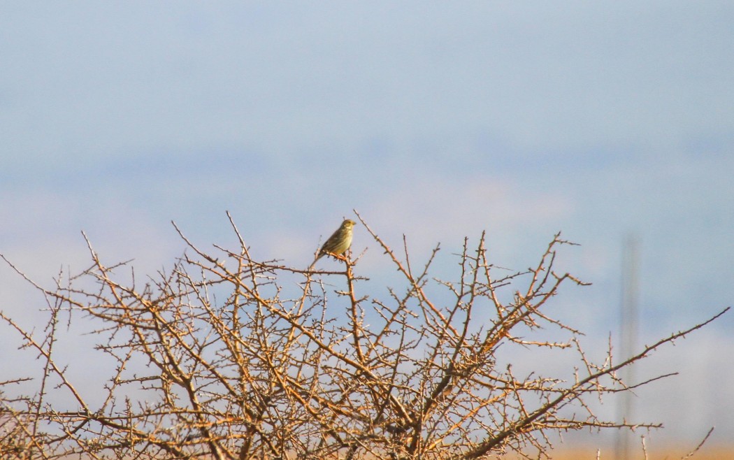 Corn Bunting