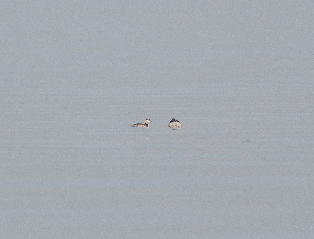 Horned Grebe