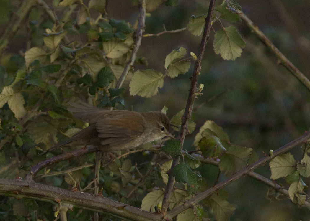 Cetti`s Warbler