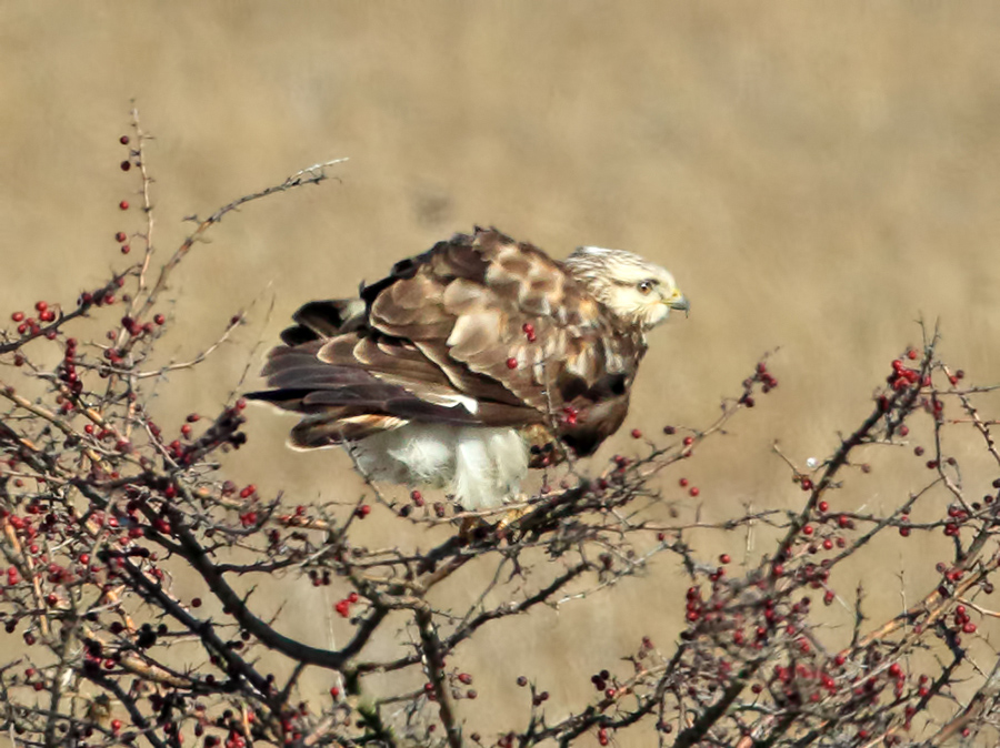 Rough-legged Buzzard