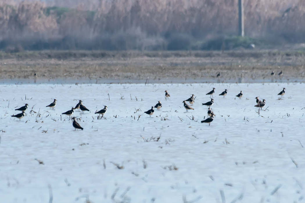 Northern Lapwing