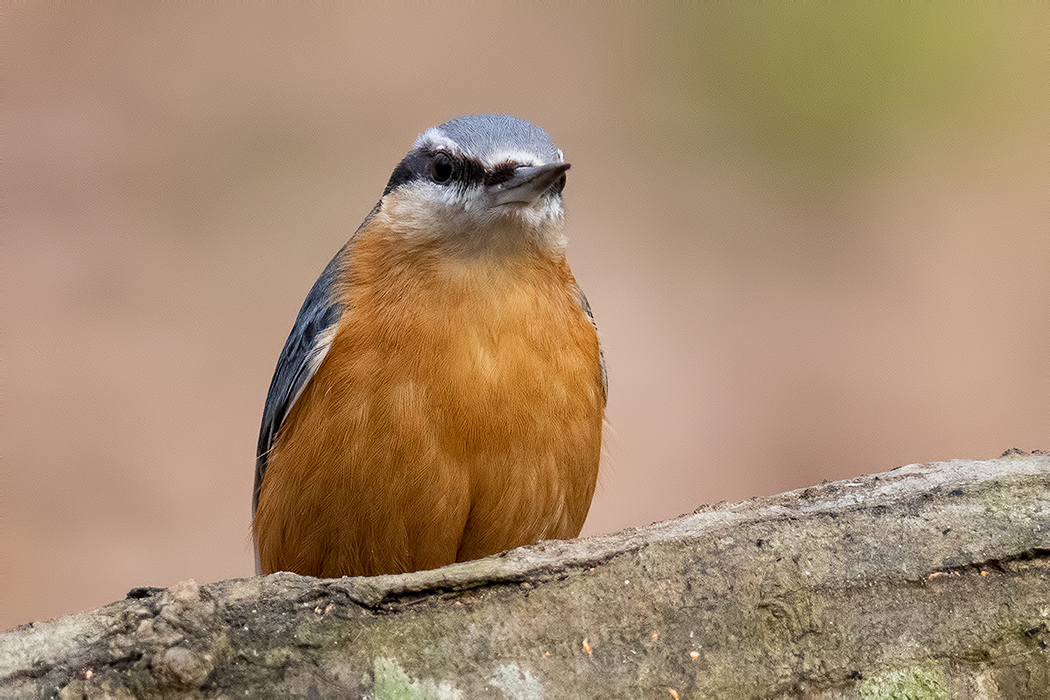 Eurasian Nuthatch
