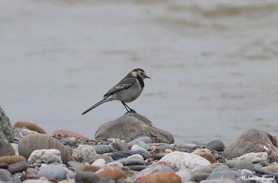 White Wagtail