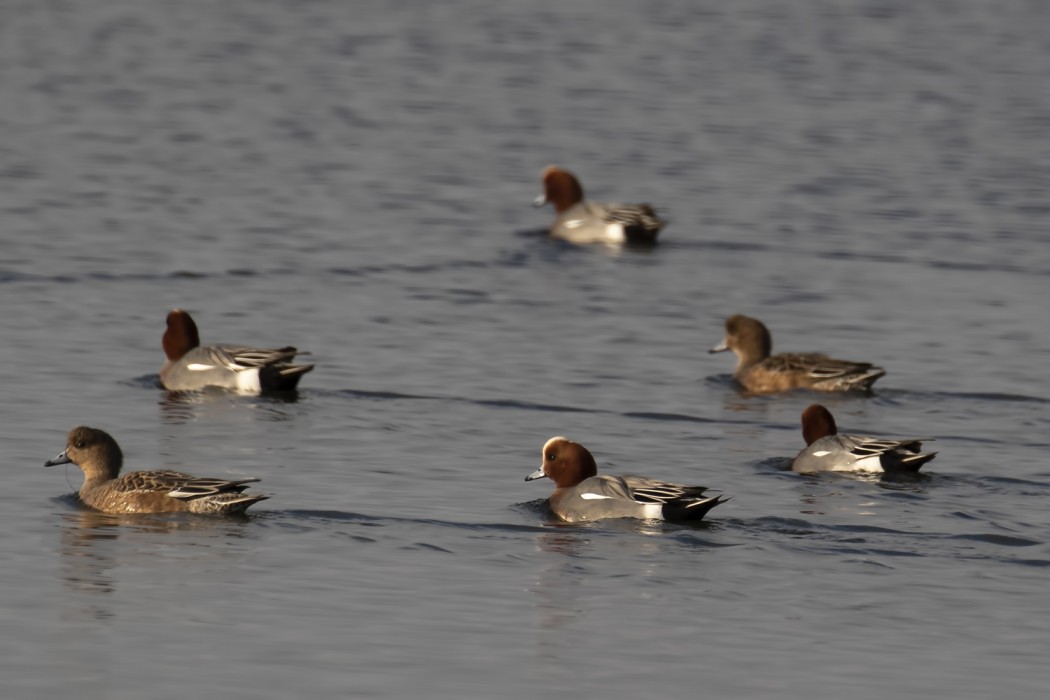 Eurasian Wigeon