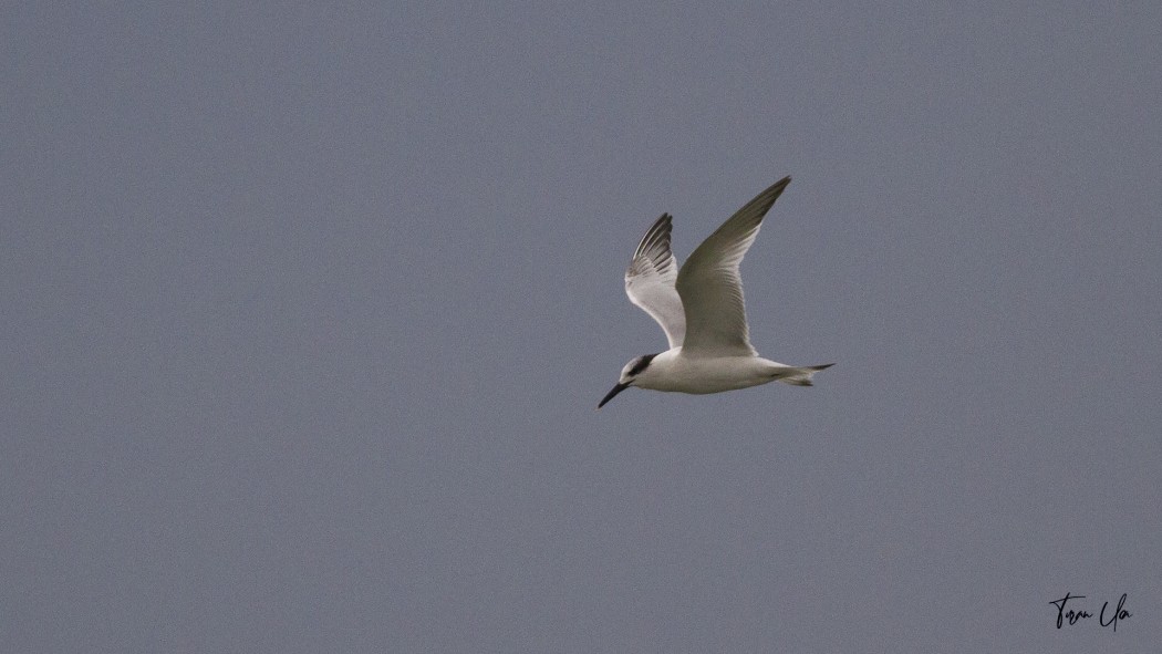 Sandwich Tern