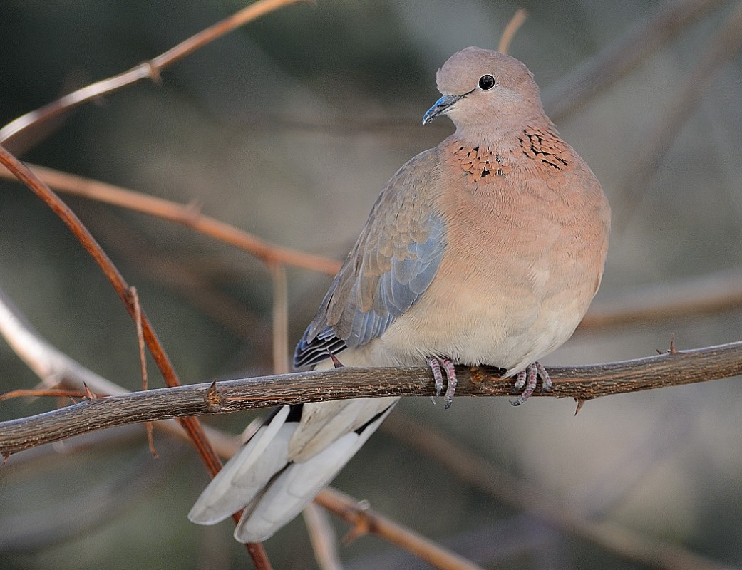 Laughing Dove