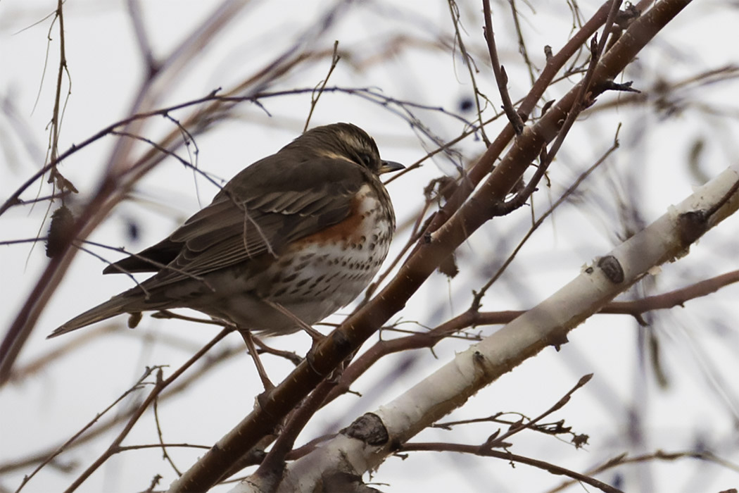 Redwing