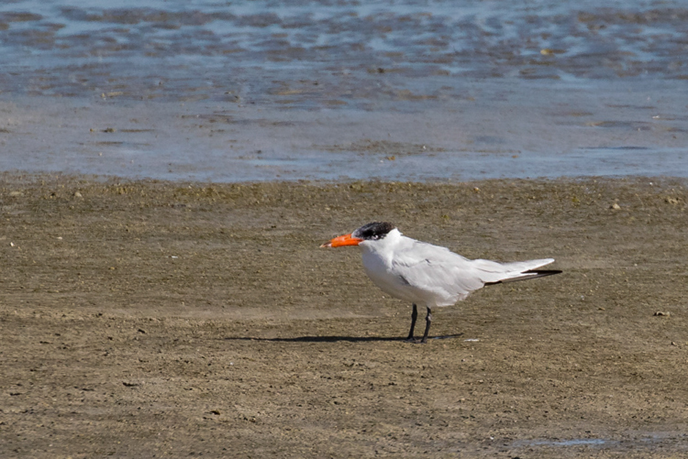 Caspian Tern