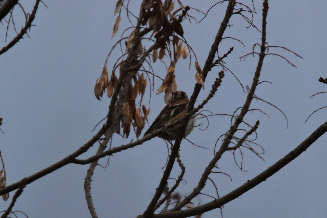 Brambling
