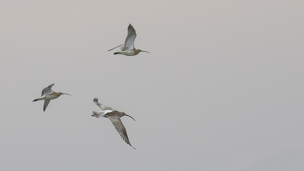 Eurasian Curlew