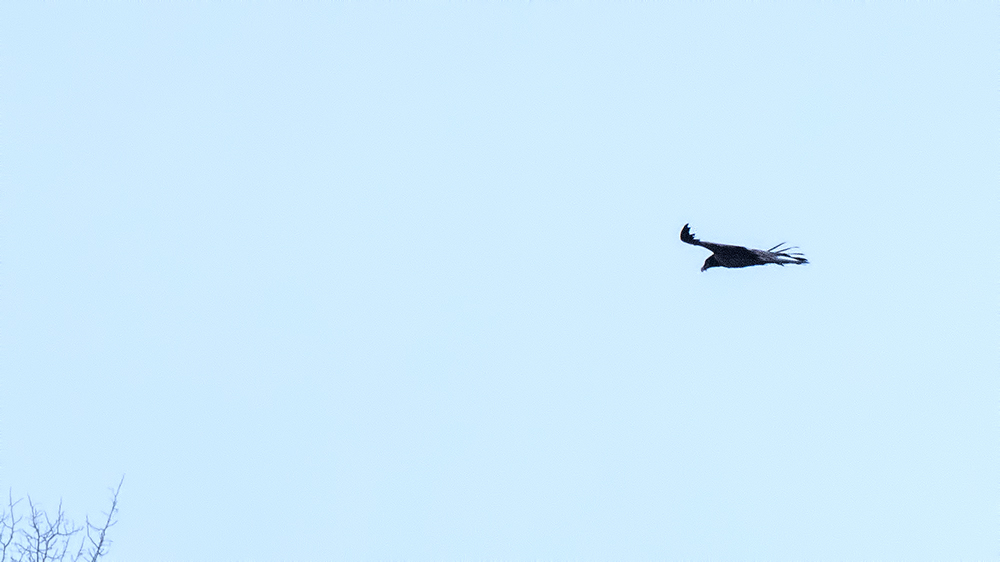 Bearded Vulture