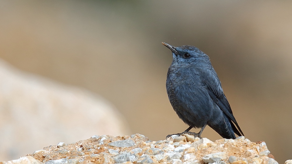Blue Rock Thrush