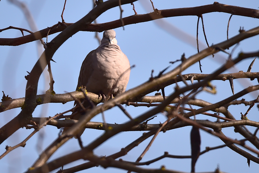 Eurasian Collared Dove