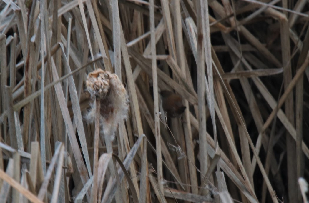 Cetti`s Warbler