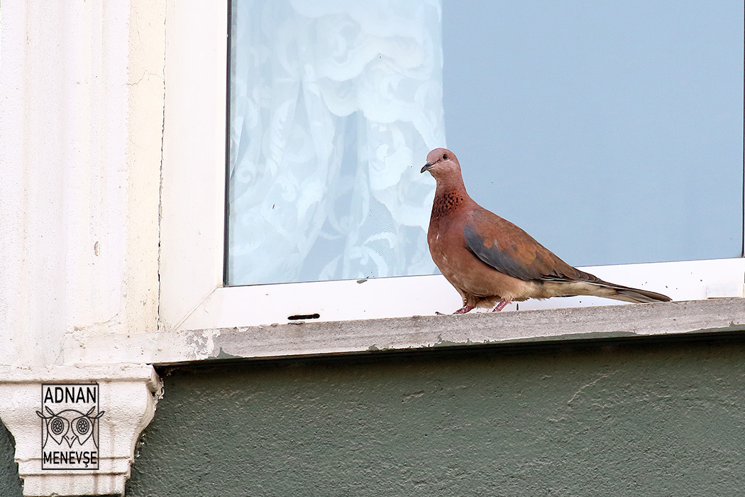 Laughing Dove