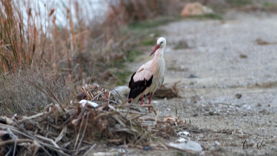 White Stork