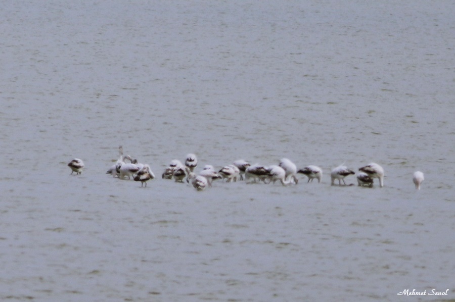 Flamingo