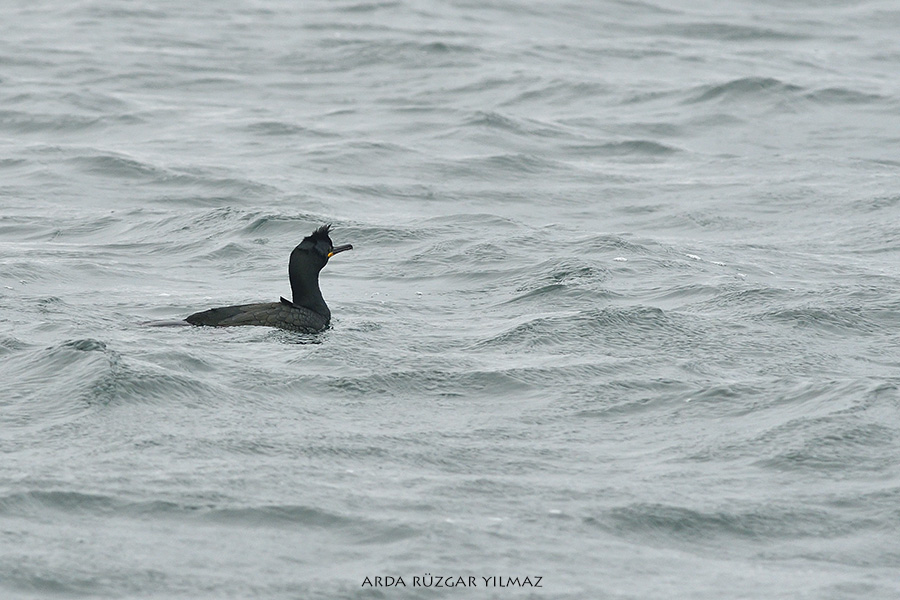 European Shag