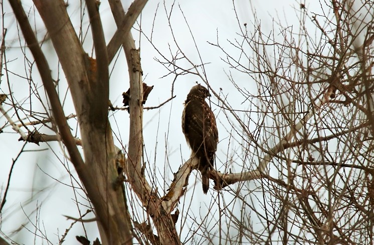 Eurasian Goshawk