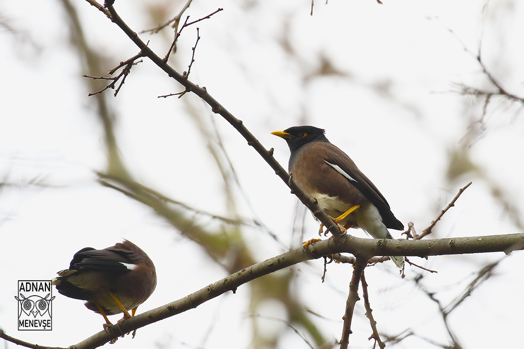 Common Myna