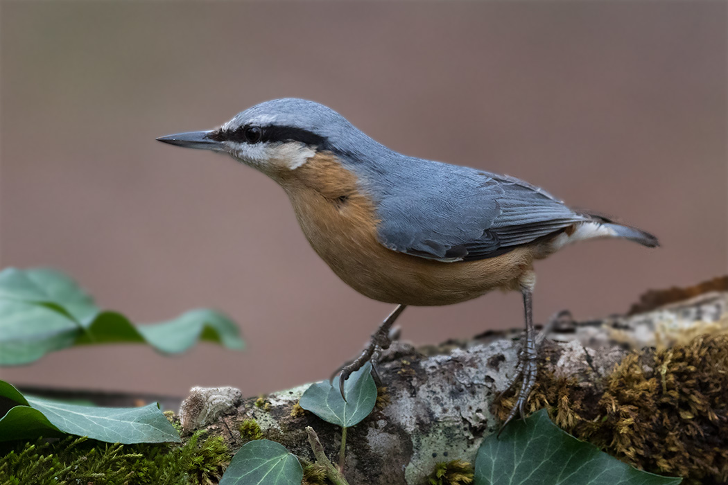 Eurasian Nuthatch
