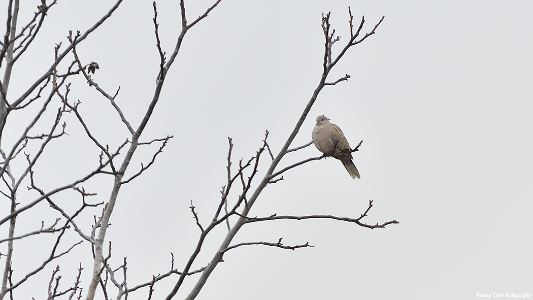 Eurasian Collared Dove