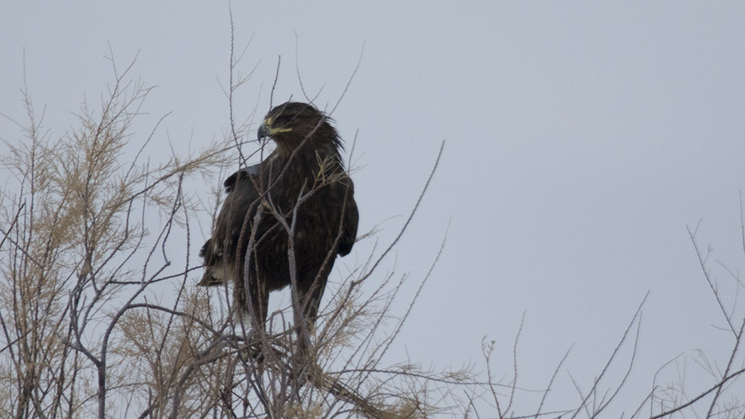 Greater Spotted Eagle