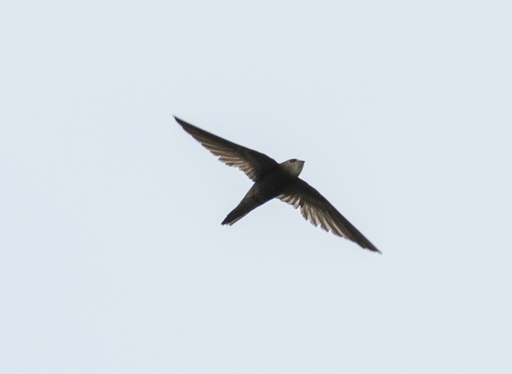 Pallid Swift