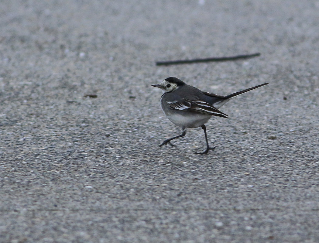 White Wagtail