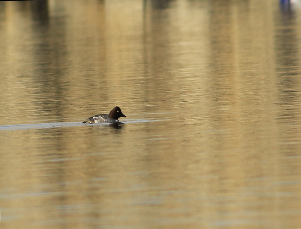 Common Goldeneye
