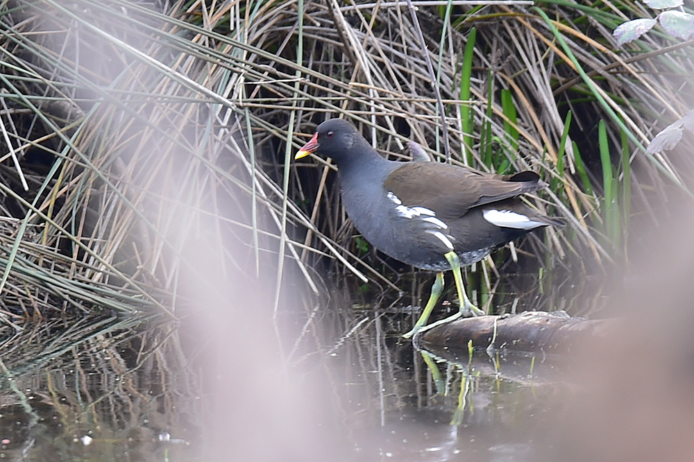 Common Moorhen