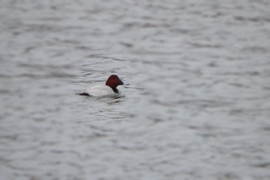 Common Pochard