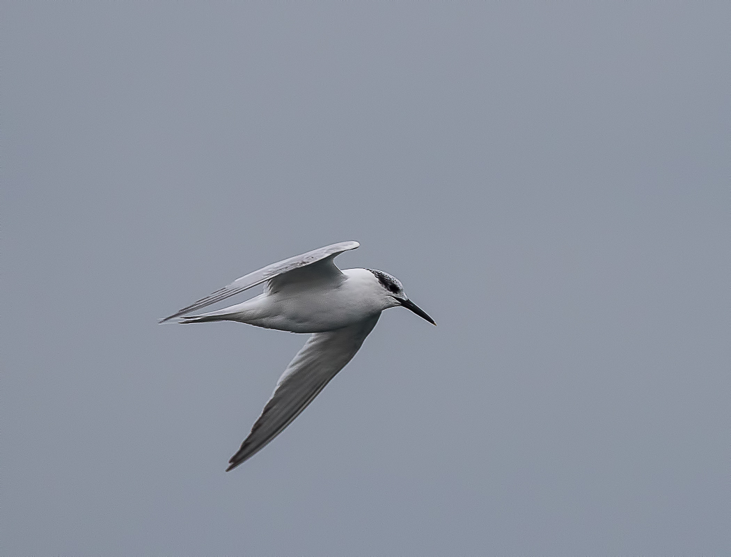 Sandwich Tern