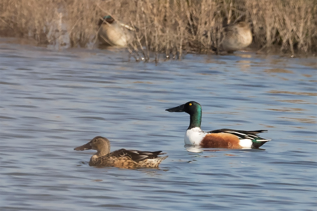 Northern Shoveler