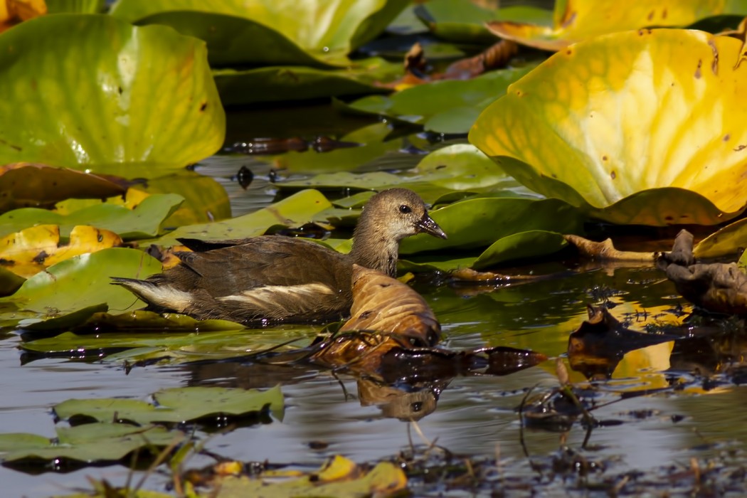 Common Moorhen