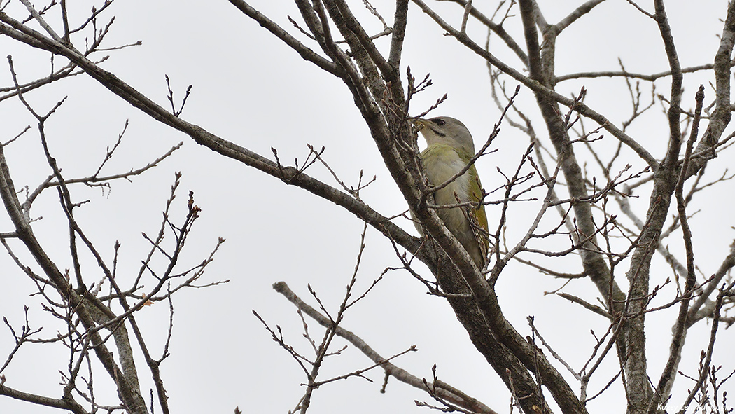 Grey-headed Woodpecker
