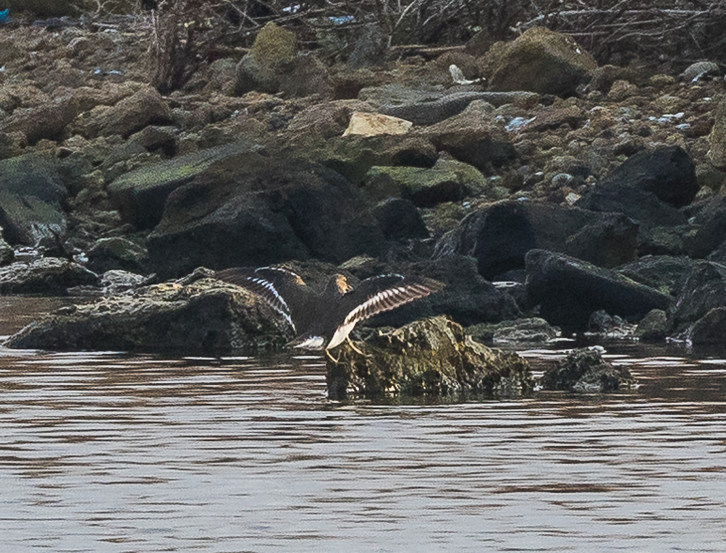 Common Sandpiper