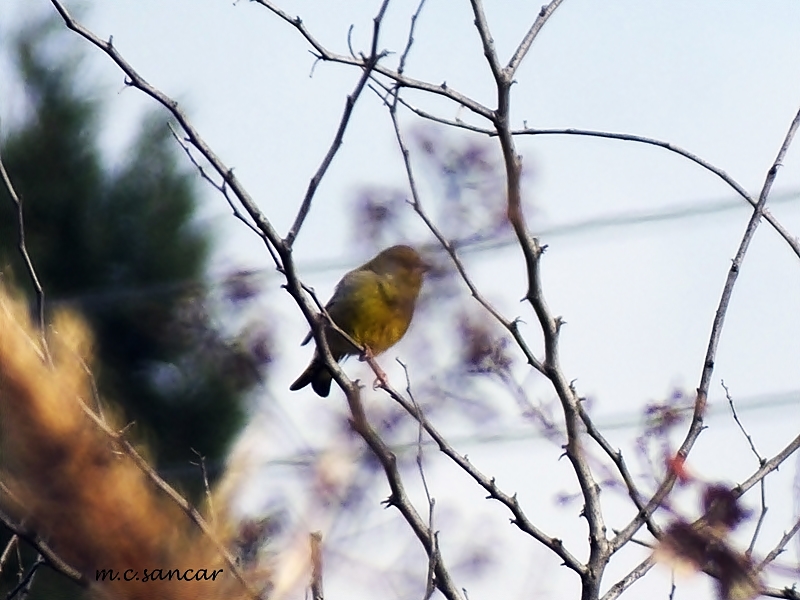 European Greenfinch