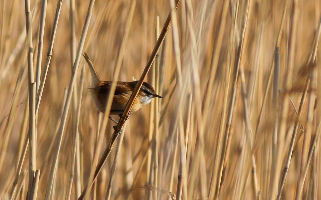 Moustached Warbler