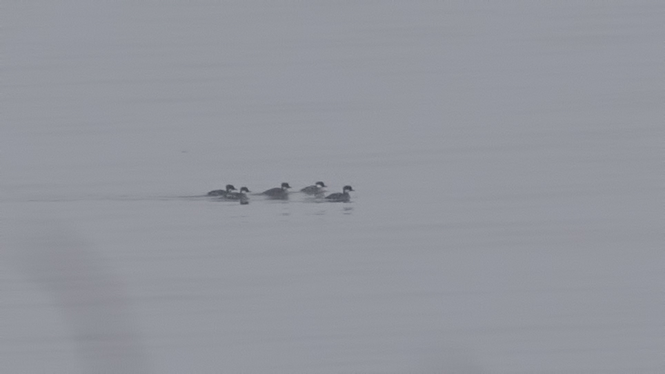 Smew