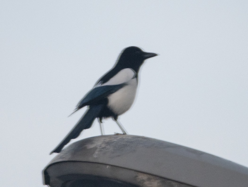 Eurasian Magpie
