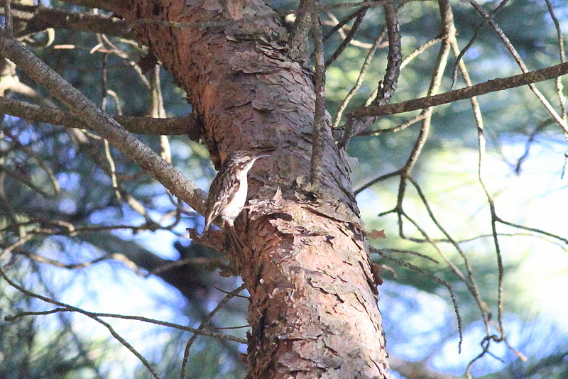 Short-toed Treecreeper