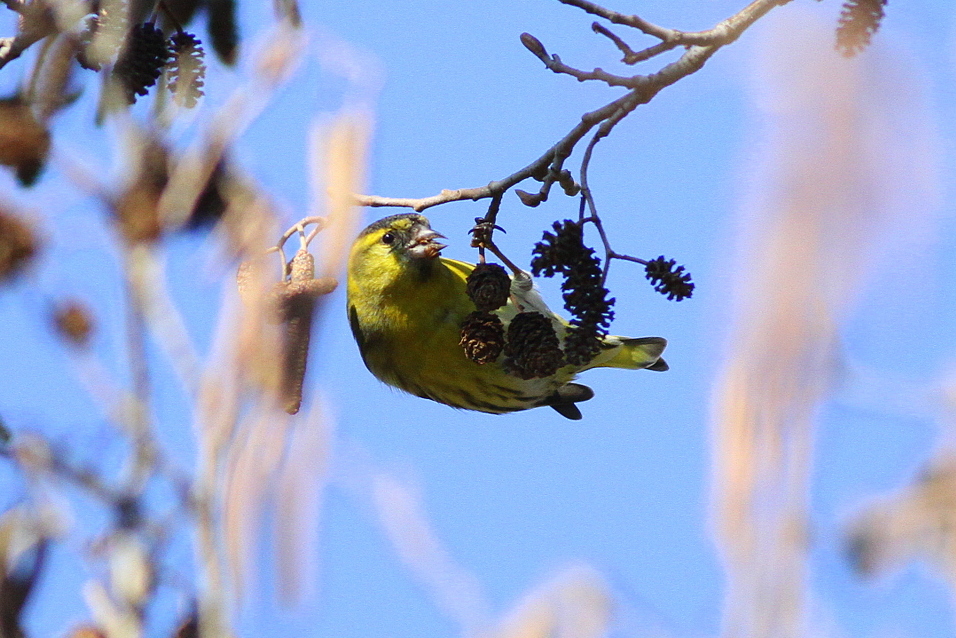 Eurasian Siskin