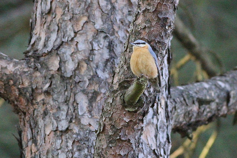Eurasian Nuthatch