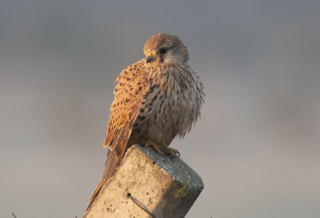 Common Kestrel