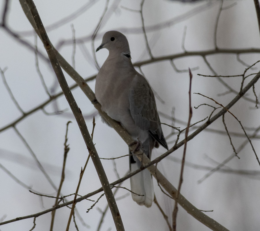 Eurasian Collared Dove