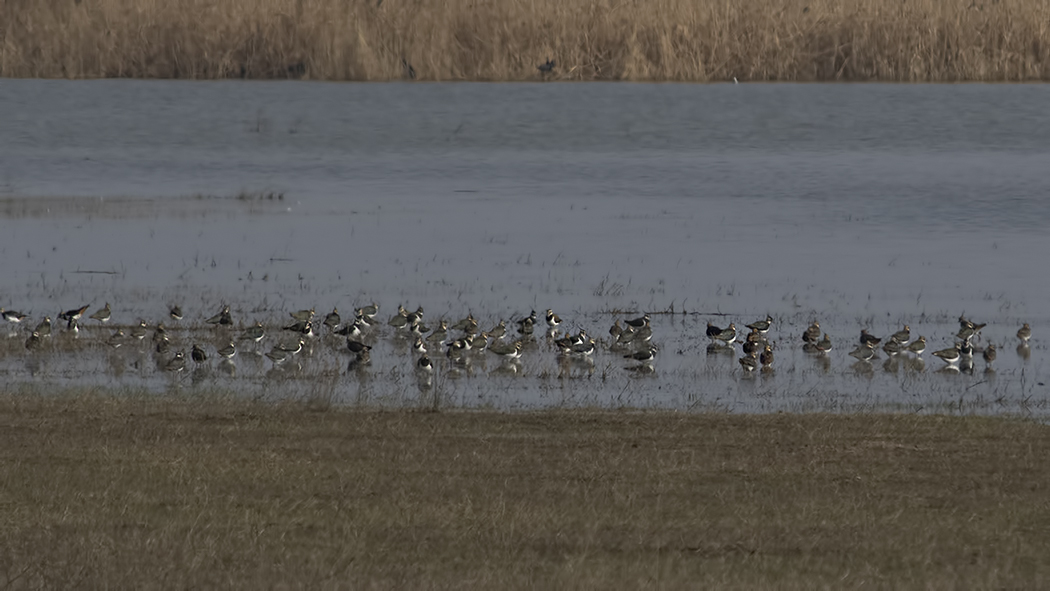 Northern Lapwing