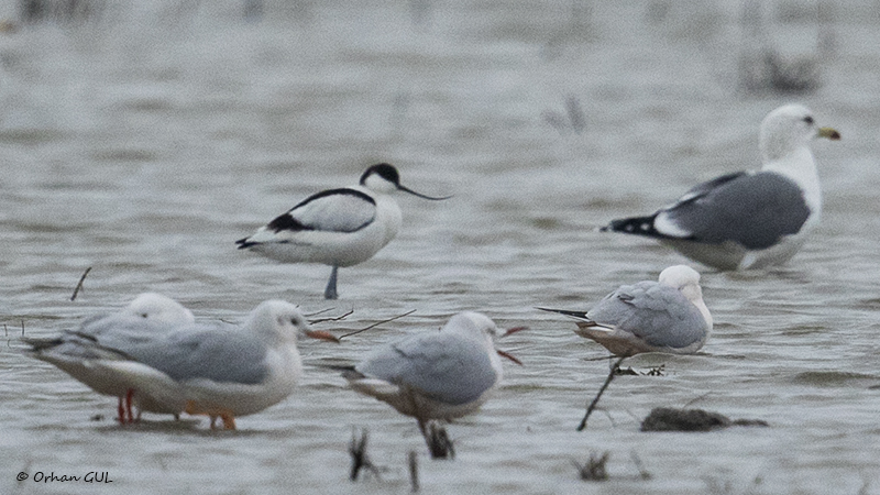Pied Avocet